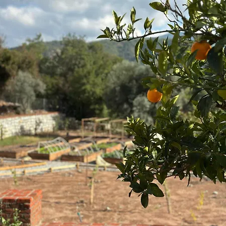 Tiny House Olea Goekbel *